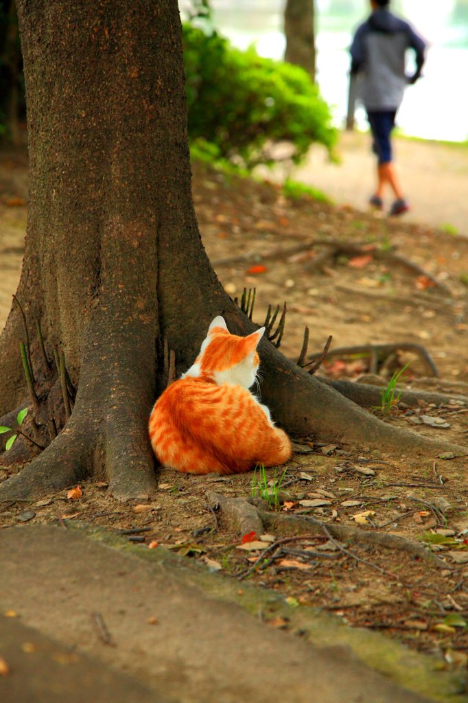 ジョギング始めようかニャ～