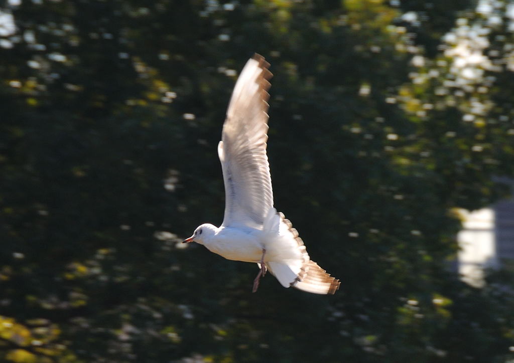 たまには鳥さん(^_^)/