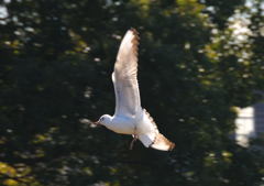 たまには鳥さん(^_^)/