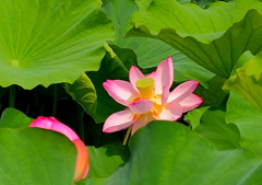 上野公園スナップ（１）