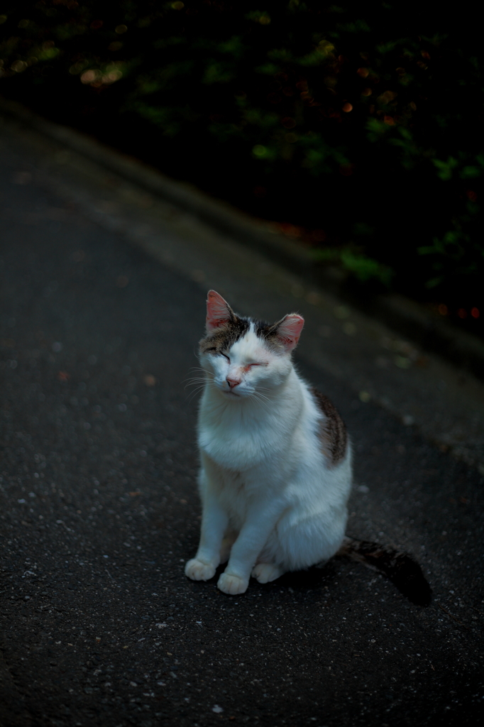 今日もこんな感じ(=^・^=)