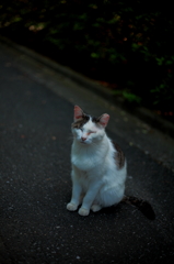 今日もこんな感じ(=^・^=)