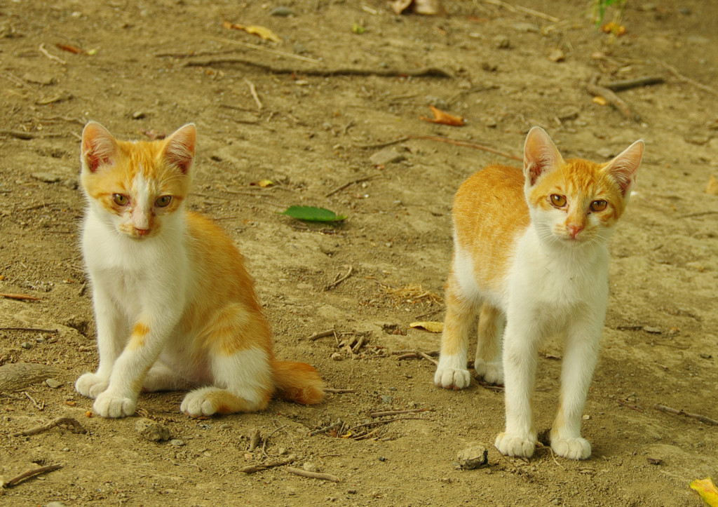 雨の日はネコだぜスナップ (3)