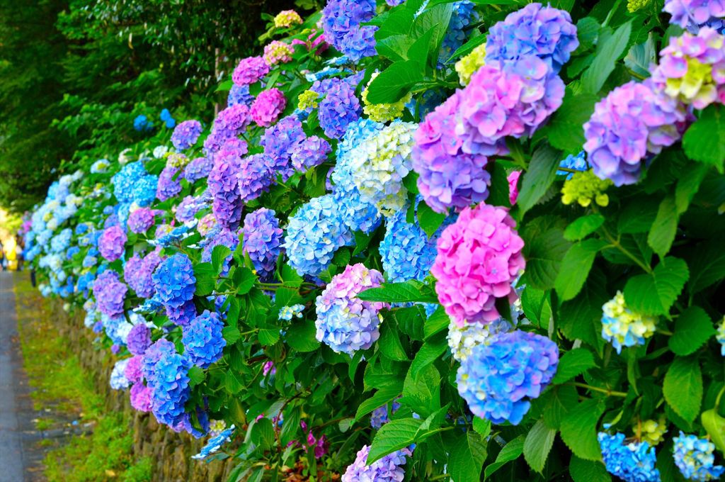 いろいろロード