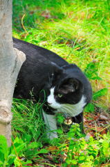 新緑スナップ（１）