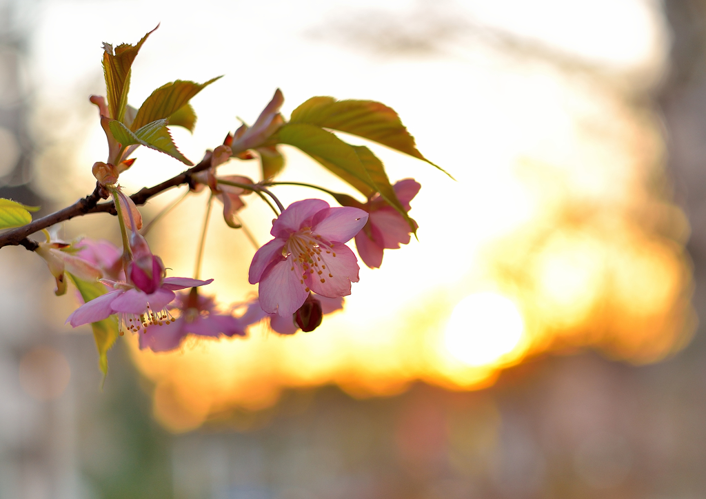 早咲きの桜も見頃ですね～
