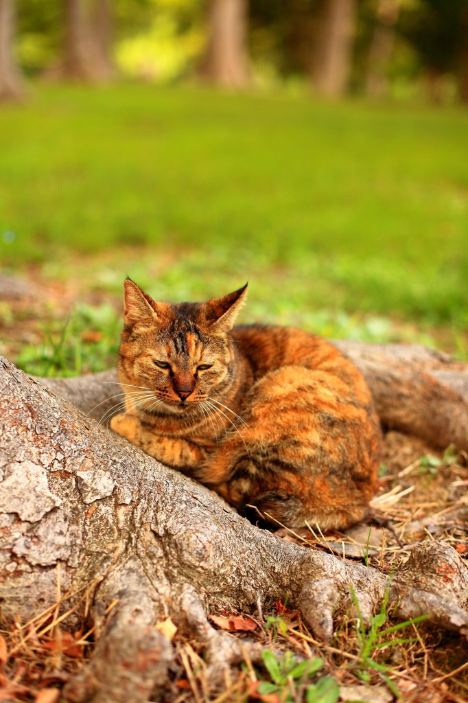 物思いにふけるネコ。。。