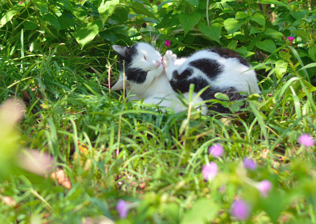 ぺ～ろ、ぺろっ！(=^・^=)