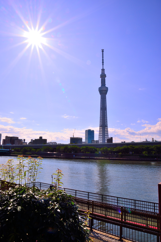 スカイツリーご無沙汰スナップ（２）