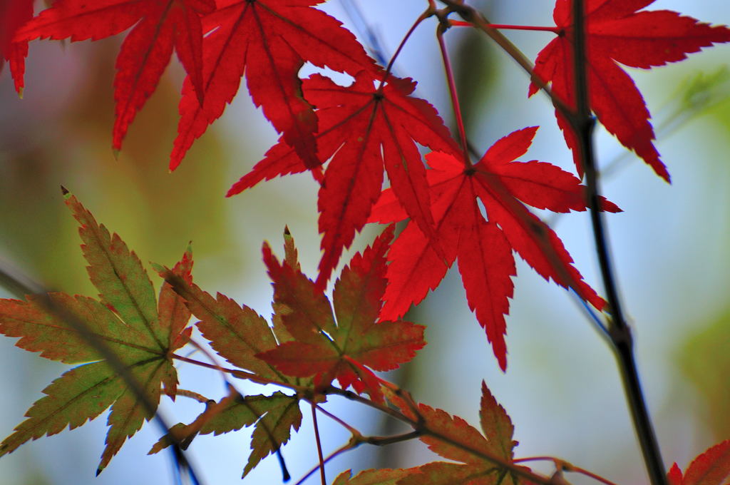 本日の紅葉