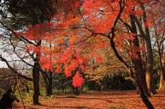 秋を惜しむ＠新宿御苑 (1)