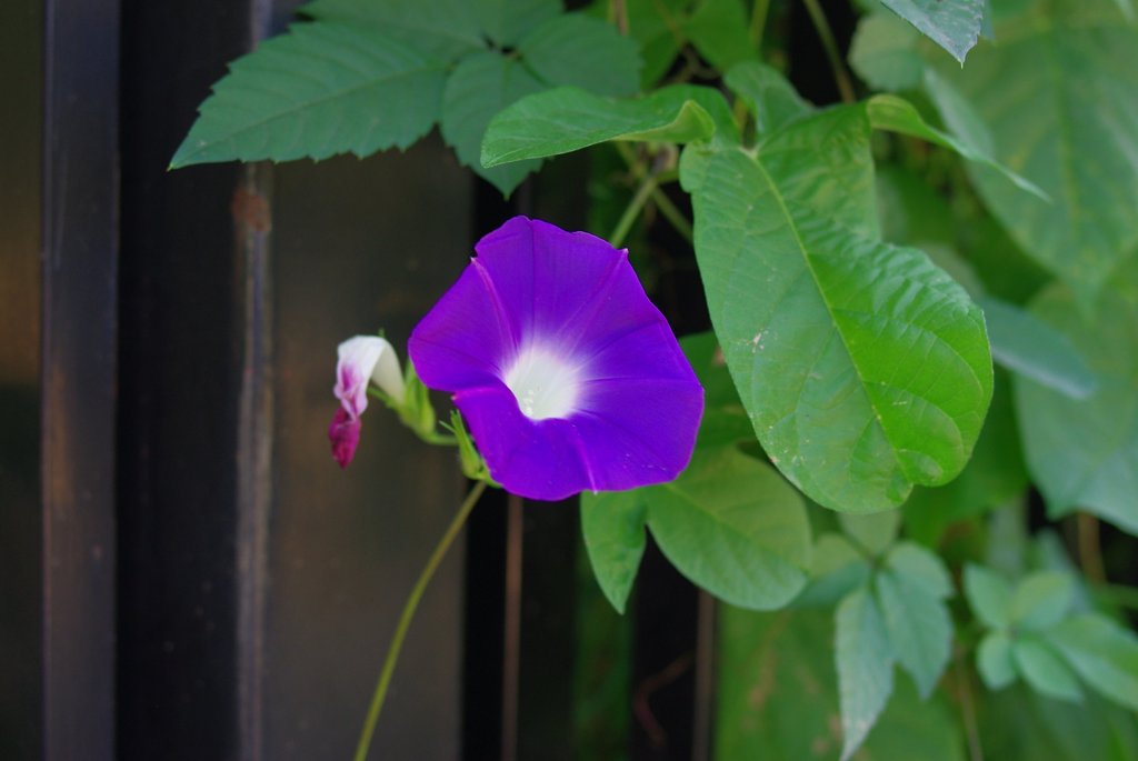 残暑スナップ (5)