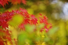 今週のさぼりスナップ（４）