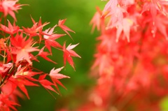 秋の訪れスナップ (5)