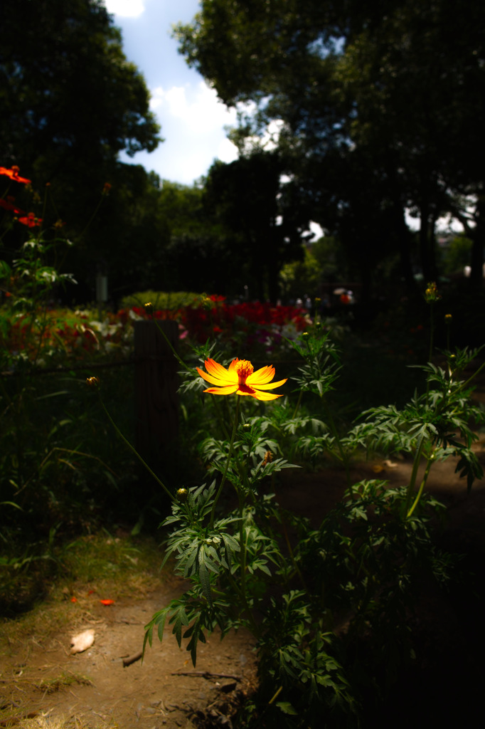 スポットライト