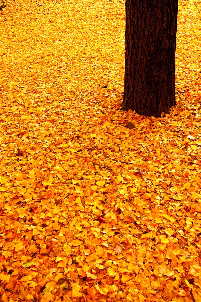 秋散歩＠芝公園 (7)