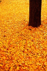 秋散歩＠芝公園 (7)