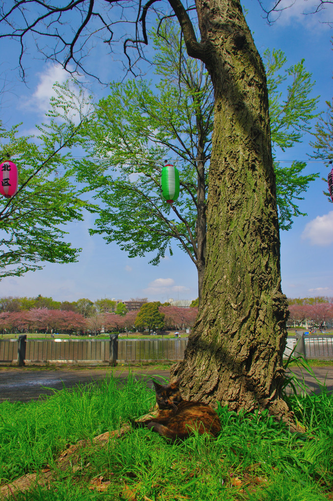 お散歩スナップ（４）