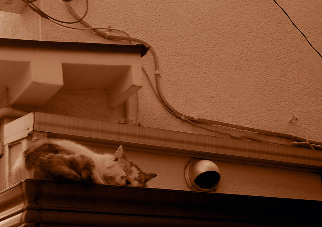 ネコの休日。。。(^.^)