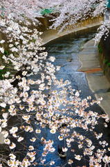 50mm一本勝負スナップ（３）