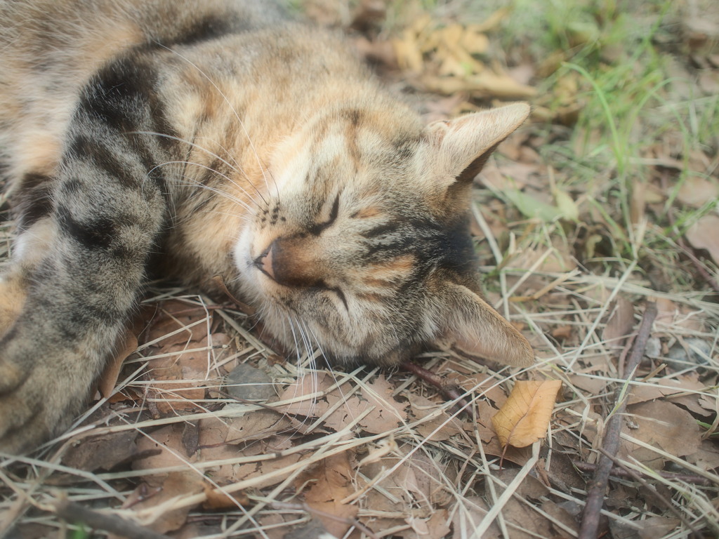 猫日和 (5)