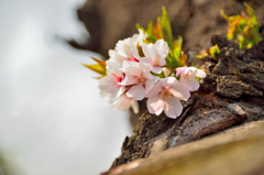 フライング開花？