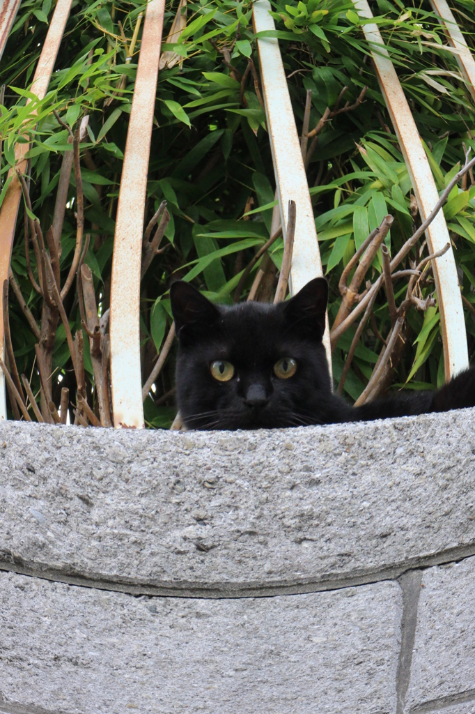 すべて、お見通しだ(=^・^=)