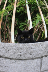 すべて、お見通しだ(=^・^=)