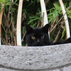 すべて、お見通しだ(=^・^=)