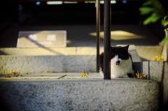 季節感(=^・^=)