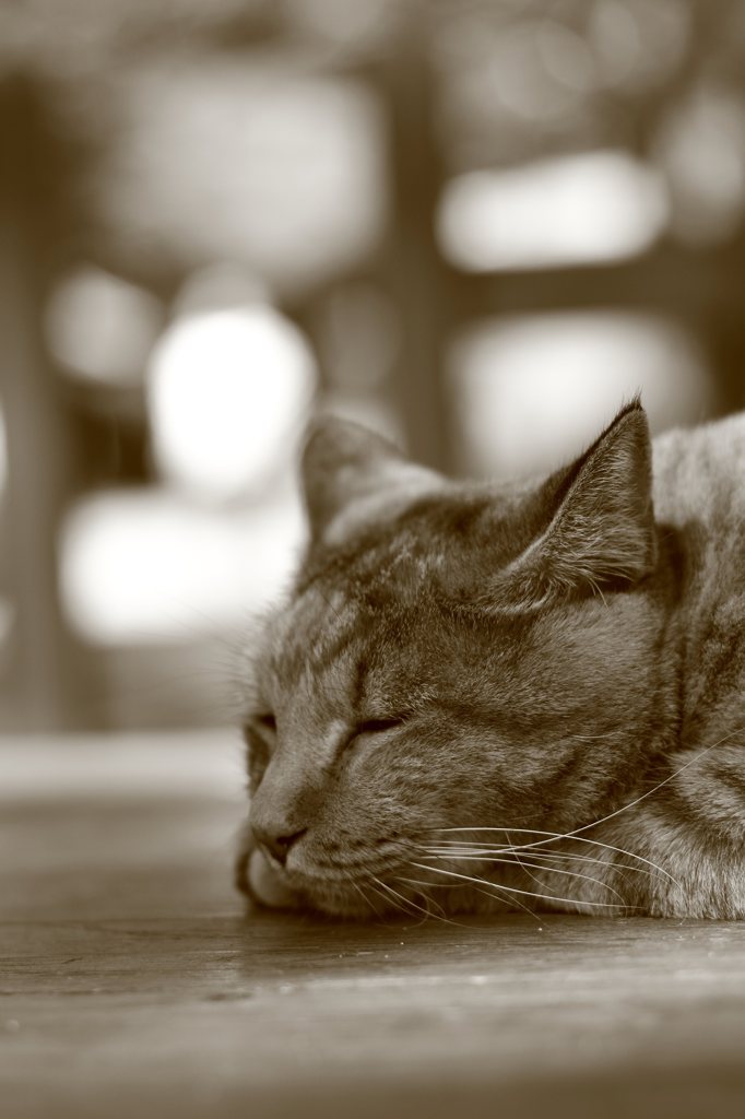 物思いにふける