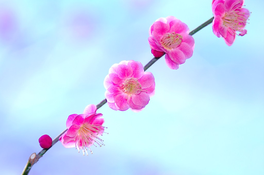 ピンクは男のロマン