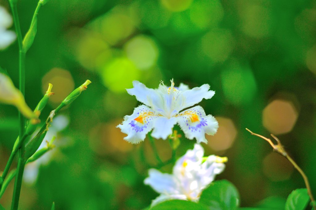 シャガってみる（１）