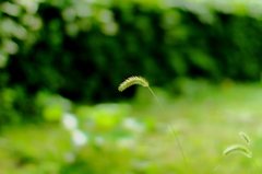 開放スナップ (3)