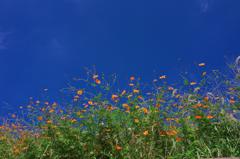 空が青かったから。。。