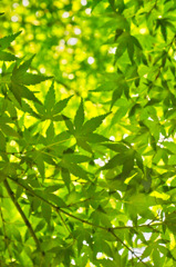 みどりいっぱい