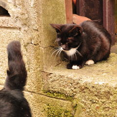 親のしっぽを見て育つネコ