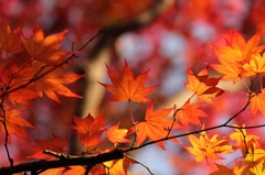 紅葉＠石神井川