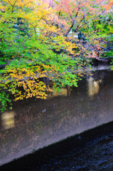 本日の石神井川