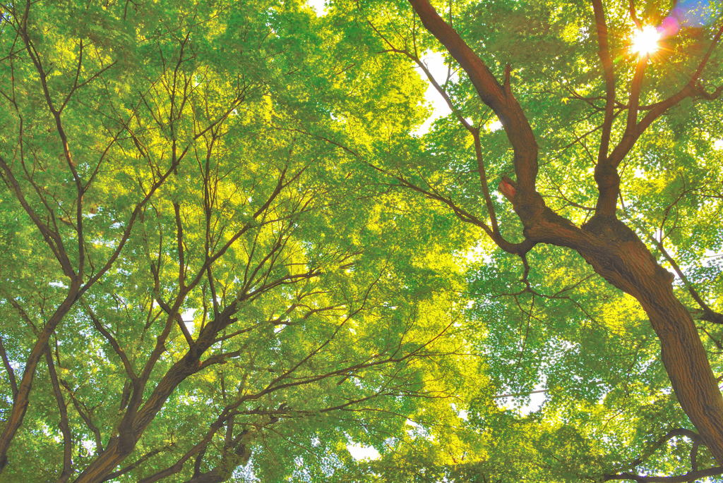 みどりの日スナップ（３）