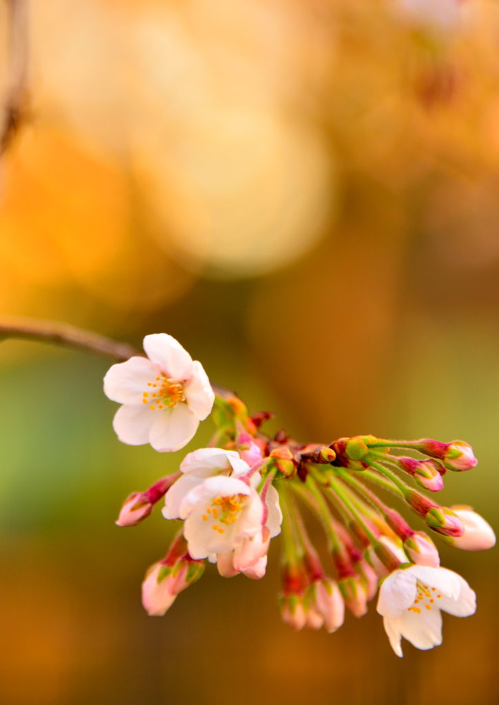 開花しとりますなぁ～