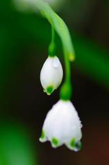 お散歩スナップ（２）