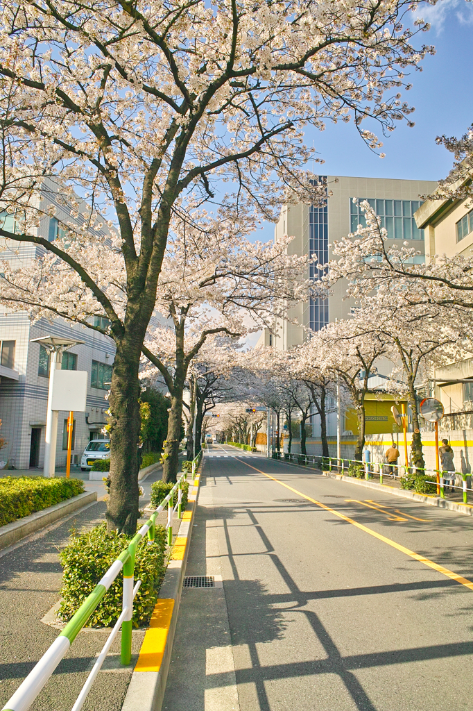 見納めですね（３）