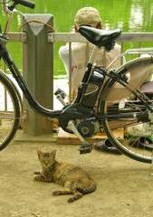 雨の日はネコだぜスナップ (5)