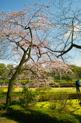 皇居周辺スナップ（３）