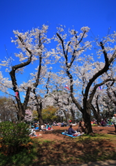 さくら満開スナップ（２）