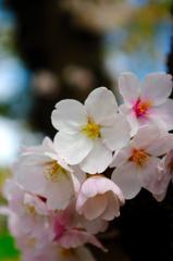 久しぶりのK20D！