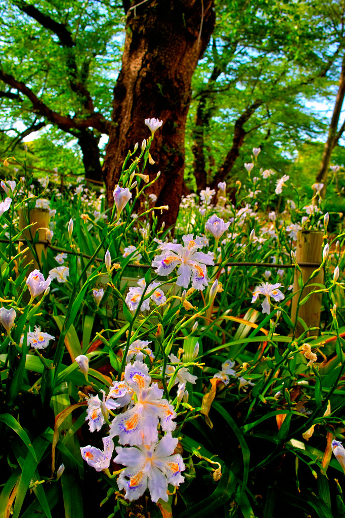 千鳥ヶ淵散歩（５）
