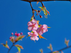 ご無沙汰スナップ (1)