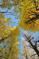 おそらく最後の銀杏スナップ (2)